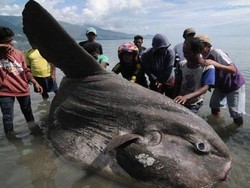 Mengenal Mola-mola, Ikan Purba yang Kerap Muncul di Laut Bali