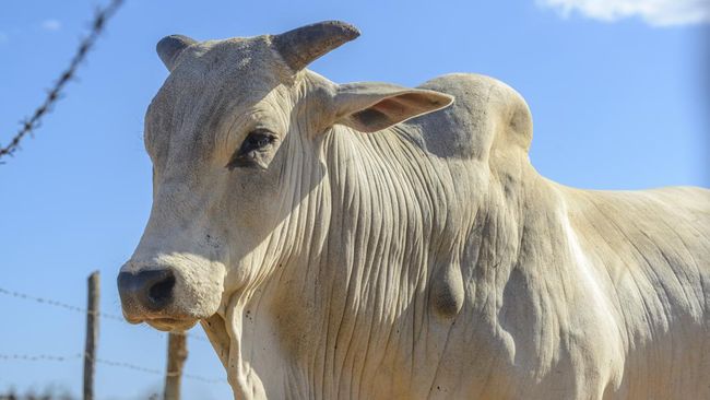Sapi Viatina-19 disebut-sebut sebagai sapi termahal di dunia. Sapi yang berasal dari Brasil itu bahkan masuk dalam catatan Guinness World Records.