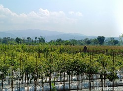 Hama Tikus Masih Jadi Momok, Hasil Panen Petani Kapanewon Minggir Berkurang 20%