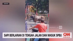VIDEO: Sapi Berlarian di Tengah Jalan dan Masuk SPBU