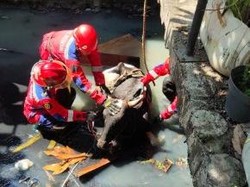 Duh! Sapi Kurban di Surabaya Tercebur ke Parit Gegara Kaget Dengar Klakson
