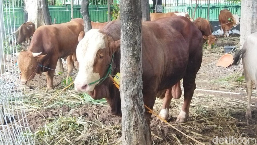Sapi-sapi kurban Jokowi hingga Prabowo di Istiqlal&comma; 17 Juni 2024&period; &lpar;Kurniawan Fadilah&sol;detikcom&rpar;