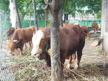 Niat Kurban Tahun Ini? Begini Ciri-ciri Sapi yang Dianjurkan Rasulullah