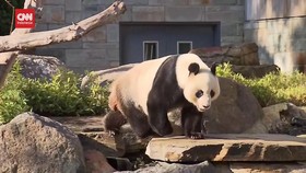 VIDEO: Simbol Persahabatan, China Akan Kirim 2 Panda ke Australia
