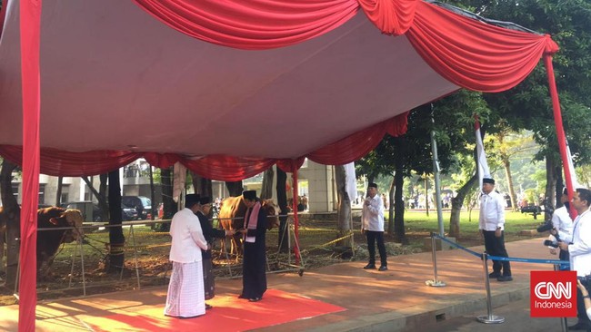 Kontribusi Ma'ruf Amin untuk Perayaan Idul Adha di Masjid Istiqlal: Donasi Sapi Kurban Berbobot 1,2 Ton