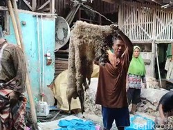 Senyum Lebar Pengepul Kulit di Tasikmalaya Kala Iduladha
