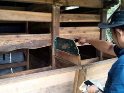 Satu Domba Awassi Seharga Rp 20 Juta di Pandeglang Dicuri, Kandang Digergaji
