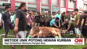 VIDEO: Metode Unik Potong Hewan Kurban