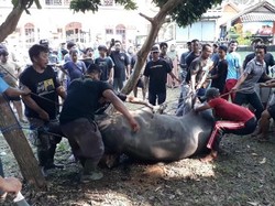 Cerita Warga Jembrana soal Sapi Kurban Jokowi Bangkit Lagi Usai Disembelih
