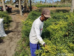 Ketar-ketir Petani Cabai Kulon Progo Panen di Tengah Ancaman Virus Gemini