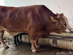 Pembagian Daging Kurban, Siapa Saja yang Berhak Menerima?