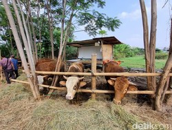 2 Warga Dlingo Bantul Luka Ditendang Sapi Kurban, 1 Opname di RS
