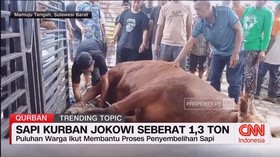 VIDEO: Sapi Kurban Jokowi Seberat 1,3 Ton
