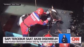 VIDEO: Sapi Tercebur saat Akan Disembelih