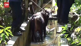VIDEO: Akan Disembelih, Sapi Ngamuk, Kabur, Masuk Parit