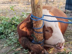 Satu-satunya Sapi Mati Terlilit Tali, Warga Playen Akhirnya Kurban Kambing