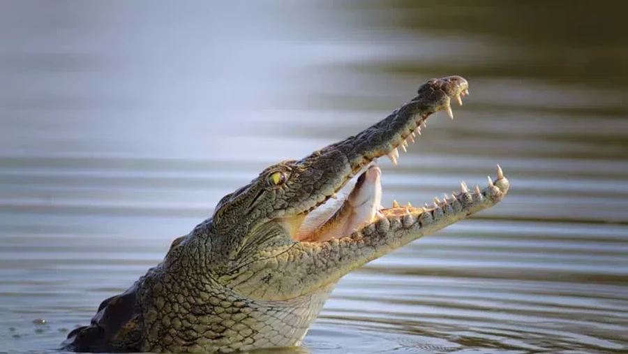 Buaya