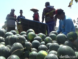 Cuan Manis Petani Semangka Madrid di Lumajang