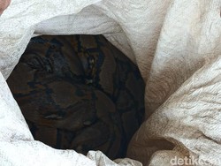 Pantas Ditinggal Warga, Kampung Zombie Pernah Kebanjiran 7 Meter-Banyak Ular