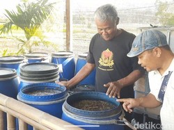 Limbah Kotoran Hewan Kurban Bisa Diolah Jadi Pupuk Cair dan Pestisida Nabati