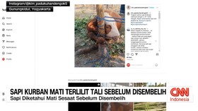 VIDEO: Sapi Kurban Mati Terlilit Tali Sebelum Disembelih