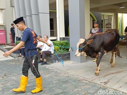 Puluhan Sapi Antre Disembelih Juleha Semarang hingga Hari Tasyrik Terakhir