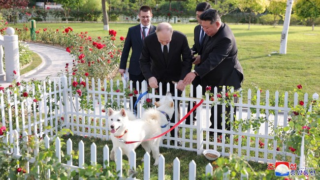 Dalam kunjungannya ke Korut, Kim Jong Un hadiahi Putin anjing lokal Pungsan untuk Vladimir Putin.