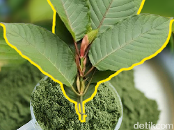 Pemerintah Atur Tata Niaga Kratom, Cuma buat Ekspor!
