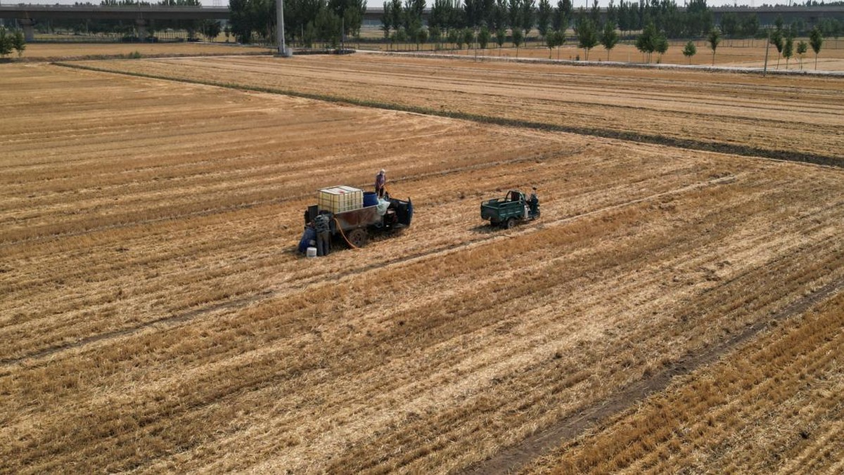Petani Minta Saran AI, Tanaman 25 Hektare Mati Padahal Baru Disemai