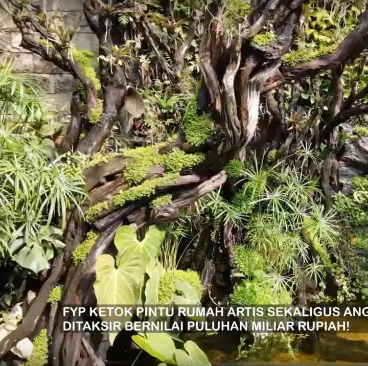 <p>Saat pertama kali masuk ke dalam rumah, Bunda akan melihat taman yang asri. Di taman ini, Denny beberapa jenis binatang, seperti kura-kura dan ular. Ia juga membagngun kolam khusus yang asri untuk memelihara ikan. (Foto: YouTube TRANS7 OFFICIAL)</p>