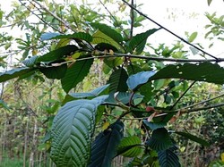 Potensi Dagang Kratom Mau Dioptimalkan, Pemerintah Mau Budidaya?