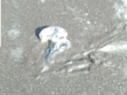 Ubur-ubur Diduga Beracun Muncul di Pantai Watu Ulo Jember