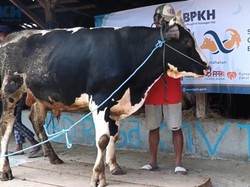 BPKH Salurkan 1.554 Hewan Kurban, Sebagian Diolah Jadi Makanan Siap Saji