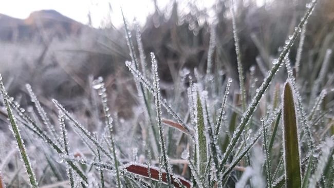 Setelah beberapa minggu ini tidak muncul, embun es terlihat lagi di Dataran Tinggi Dieng kala suhu mencapai 1,7 derajat Celcius.