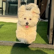 Menggemaskan, Bisa Tebak Siapa Saja Artis Korea Pemilik 7 'Anabul' Ini?