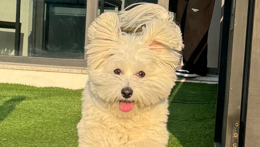 Kkuma, anjing peliharaan S.Coups SEVENTEEN