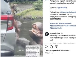 Viral! Pengunjung Taman Safari Beri Makan Kuda Nil Sampah