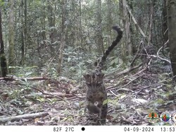 Langka! Momen Macan Dahan Kalimantan yang Misterius Tertangkap Kamera