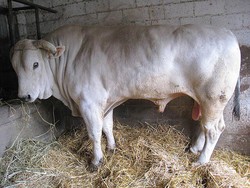 10 Jenis Sapi Terberat di Dunia, Nomor 1 dari Negara Mana?