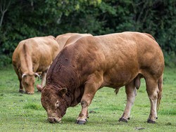 Ini 10 Jenis Sapi dengan Bobot Terberat di Dunia, Nomor Satu dari Italia