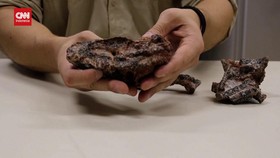 VIDEO: Ahli Temukan Fosil Nenek Moyang Buaya Era Pra-Dinosaurus