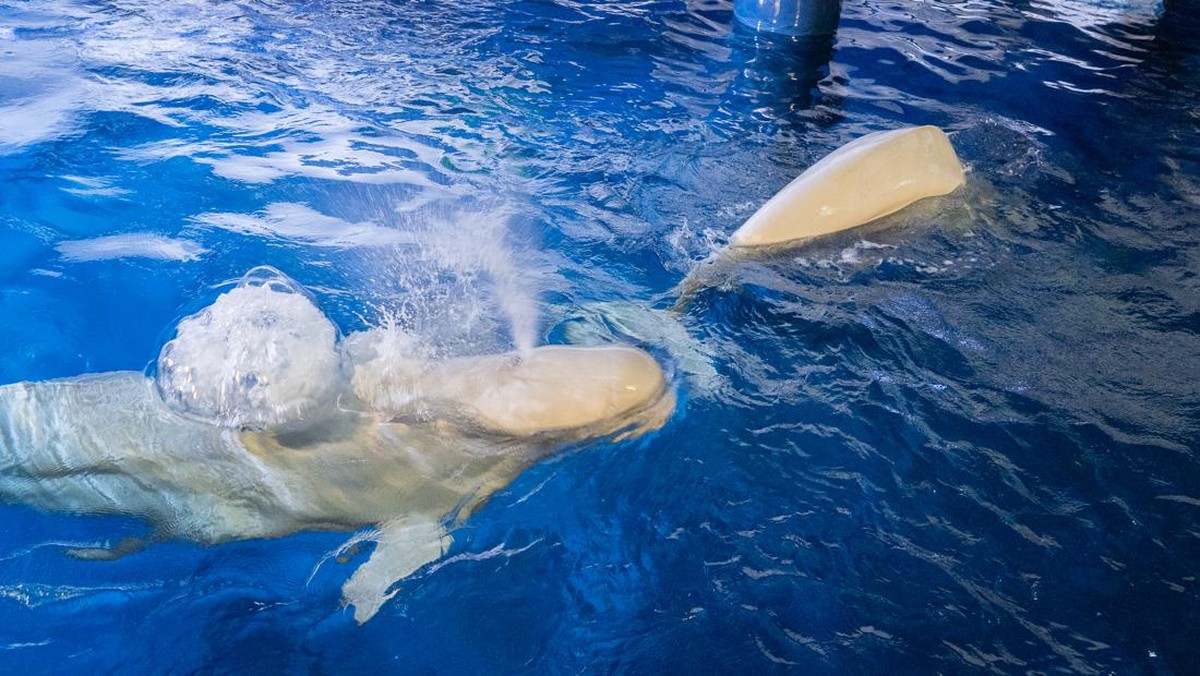 FOTO: Ukraina Ungsikan Dua Paus Beluga dari Kharkiv