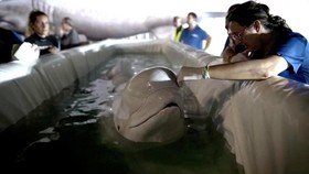 FOTO: Ukraina Ungsikan Dua Paus Beluga dari Kharkiv