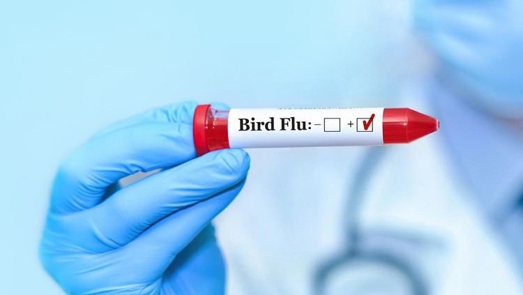 Doctor holding a test blood sample tube positive with Bird Flu test.