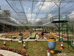 Taman Aglaonema Terbesar di Indonesia Ada di Sleman, Ini Daya Tariknya