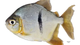 Spesies Baru Ikan Lord of The Rings Ditemukan di Amazon