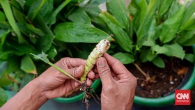 Usai Diperiksa Karantina, 4 Ribu Bibit Tanaman Siap Diteliti di TSTH2