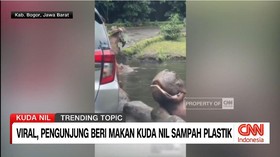 VIDEO: Viral Pengunjung TSI Kasih Makan Sampah Plastik Kudanil