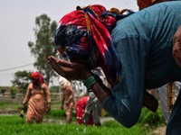 India Pusing 7 Keliling, Rekor Panen Jagung-Beras Malah Bikin Masalah India Pusing 7 Keliling, Rekor Panen Jagung-Beras Malah Bikin Masalah
