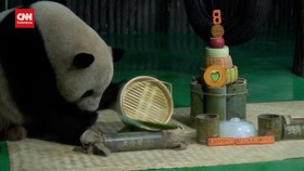 VIDEO: Pesta Besar di Milad Kedelapan Panda Xing Guang